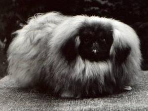 pekingese picture