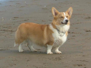 pembroke-welsh-corgi picture