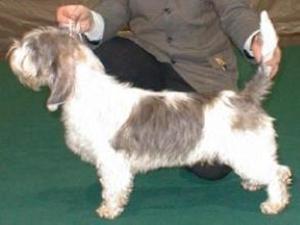 Petit Basset Griffon Vendeen picture