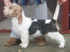 petit-basset-griffon-vendeen picture