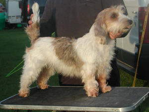 petit-basset-griffon-vendeen picture