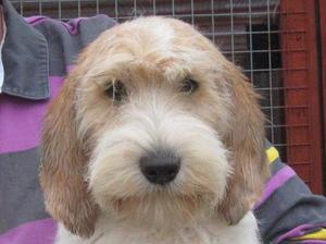 petit-basset-griffon-vendeen picture