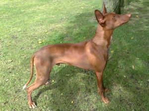 pharaoh-hound picture