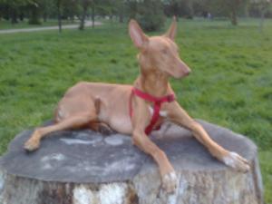 pharaoh-hound picture