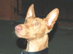 pharaoh-hound picture