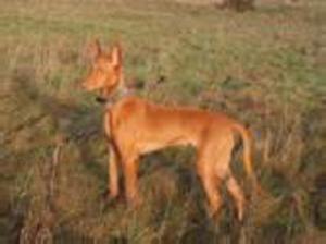 pharaoh-hound picture
