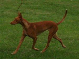 pharaoh-hound picture