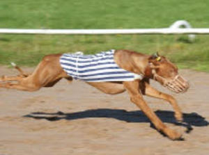 pharaoh-hound picture