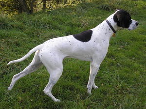 pointer picture