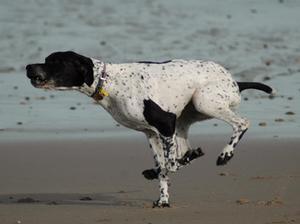 pointer picture