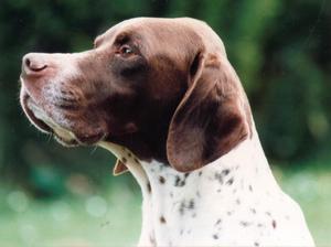 pointer picture