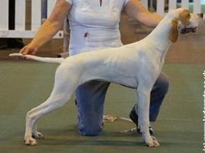 pointer picture