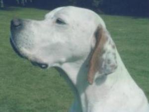 pointer picture