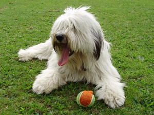 polish-lowland-sheepdog picture
