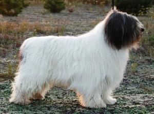 polish-lowland-sheepdog picture