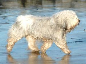 polish-lowland-sheepdog picture