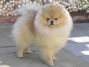 pomeranian picture