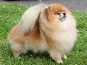 pomeranian picture