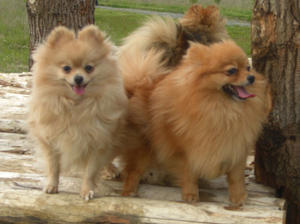 pomeranian picture