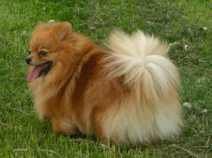 pomeranian picture