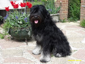 Portuguese Sheepdog picture