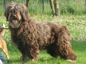 portuguese-sheepdog picture