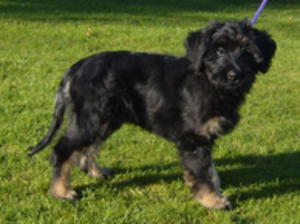 portuguese-sheepdog picture