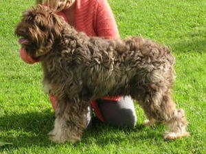 portuguese-sheepdog picture