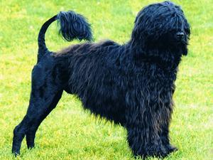 Portuguese Water Dog picture