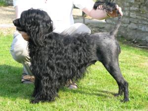 portuguese-water-dog picture