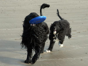 portuguese-water-dog picture