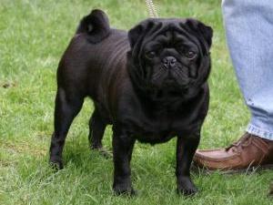 pug picture