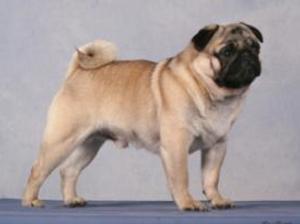 pug picture