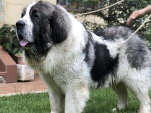 Pyrenean Mastiff picture