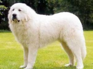 pyrenean-mountain-dog picture