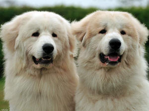 pyrenean-mountain-dog picture