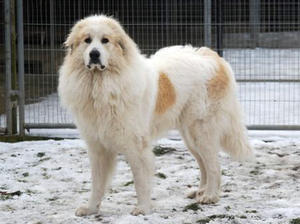 pyrenean-mountain-dog picture