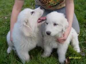 pyrenean-mountain-dog picture
