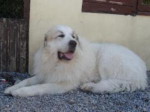 pyrenean-mountain-dog picture