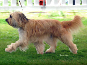 pyrenean-sheepdog picture