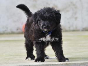 pyrenean-sheepdog picture
