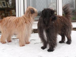 pyrenean-sheepdog picture