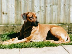 rhodesian-ridgeback picture