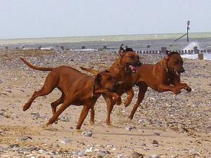 rhodesian-ridgeback picture