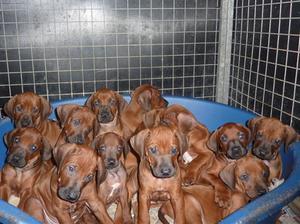 rhodesian-ridgeback picture