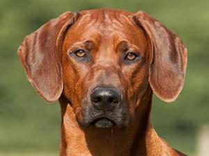rhodesian-ridgeback picture