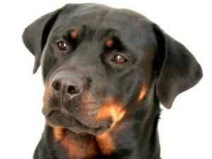 rottweiler picture