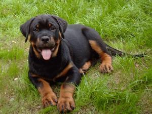 rottweiler picture