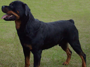 rottweiler picture