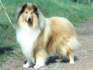 Rough Collie picture